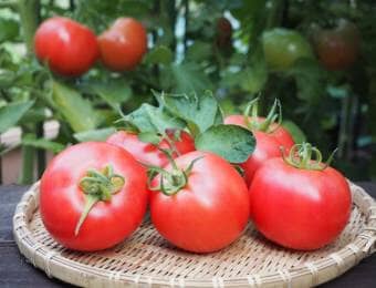 収穫したばかりの完熟トマト