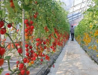 ハウス内でのトマト栽培
