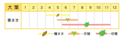 大葉のプランター栽培カレンダー