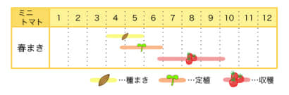 ミニトマトの栽培カレンダー