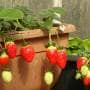 プランター栽培のイチゴ