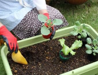 野菜の苗をプランターに植え付ける