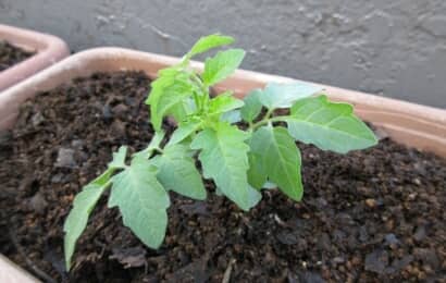 プランターにトマトの苗の植え付け