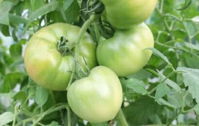 ４つの緑色のトマト