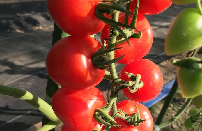 収穫間際のミニトマト