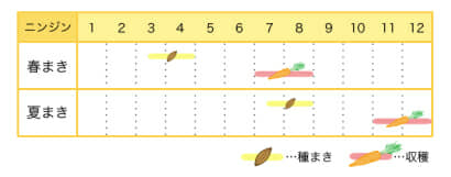 ニンジンのプランター栽培カレンダー