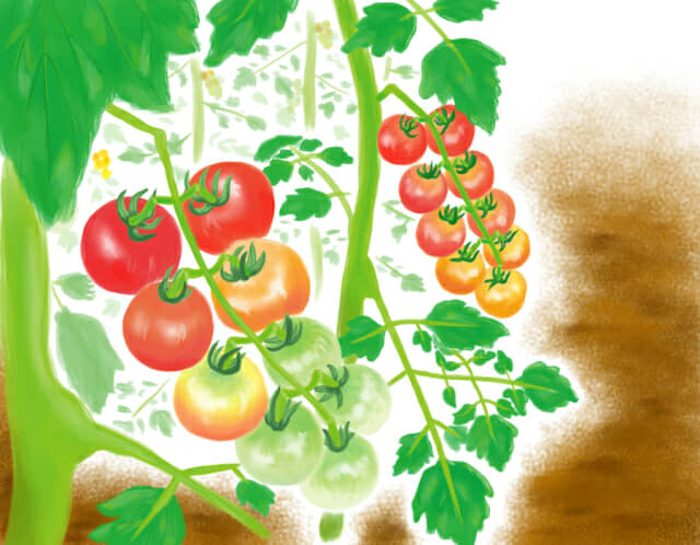 トマト・ミニトマトの栽培風景