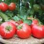 収穫したばかりの完熟トマト