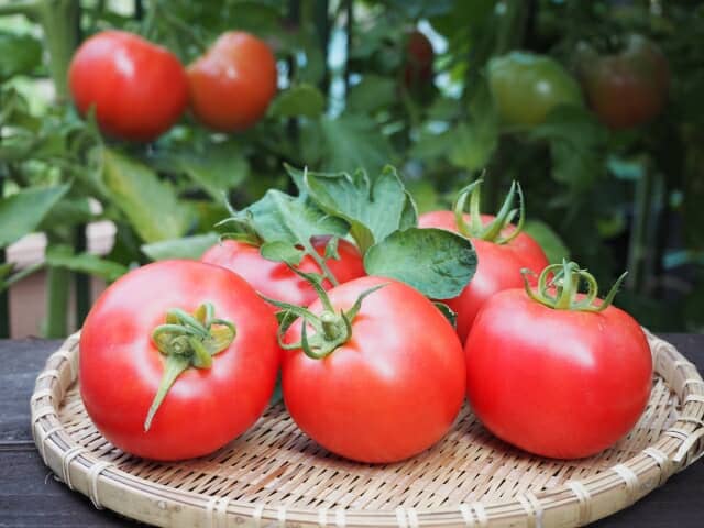 収穫したばかりのトマト