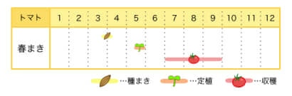 トマトの栽培カレンダー