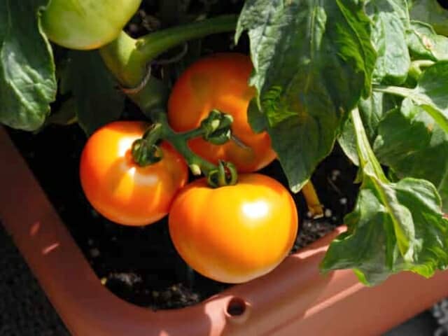 トマトのプランター栽培
