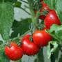 真っ赤に熟したトマト・ミニトマトの栽培